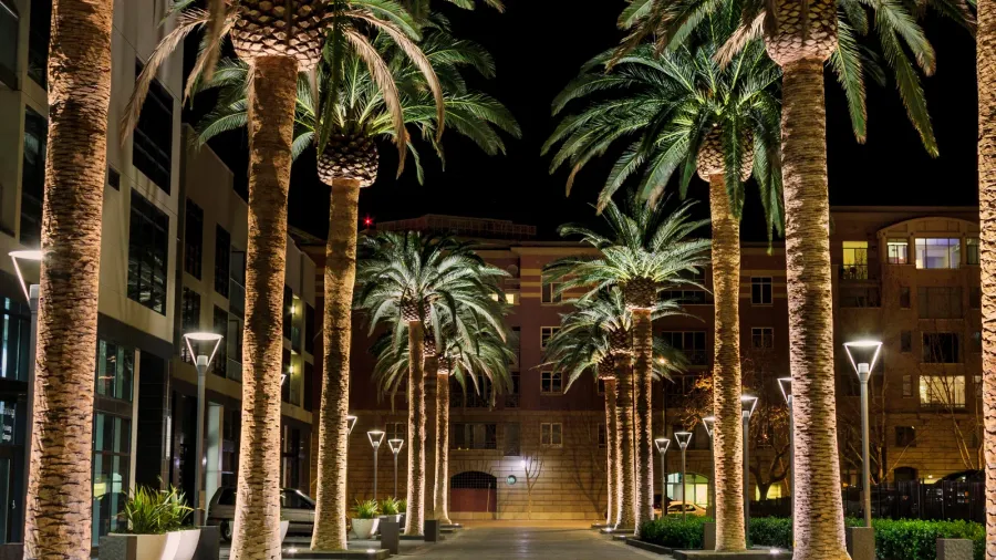 san jose palms