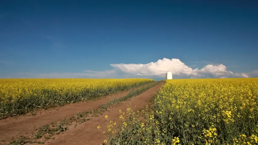 saskatchewan country road between fields of canola
