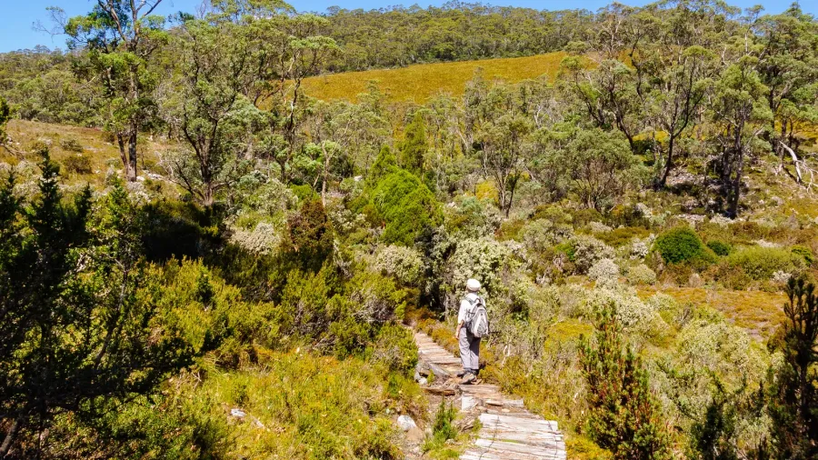 scenic bushwalk  cradle mountain