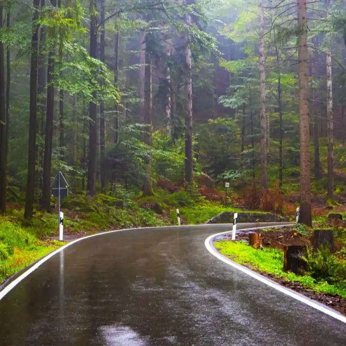 Rewild yourself with forest retreats for peace and clarity