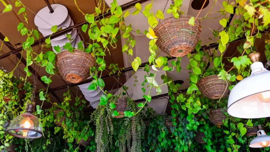 selective focus on evergreen climbing plants in hanging baskets and