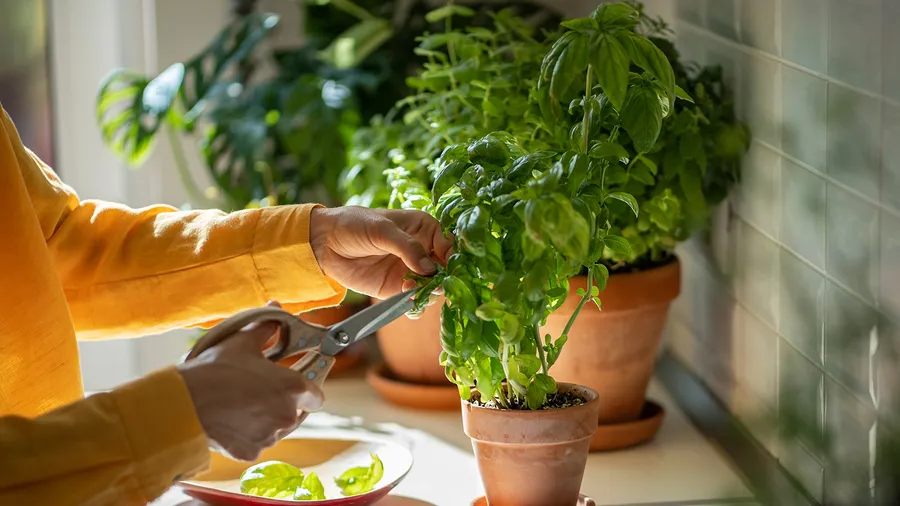 A women cutting fresh herbs in terracotta pot with a scissor in a kitchen.