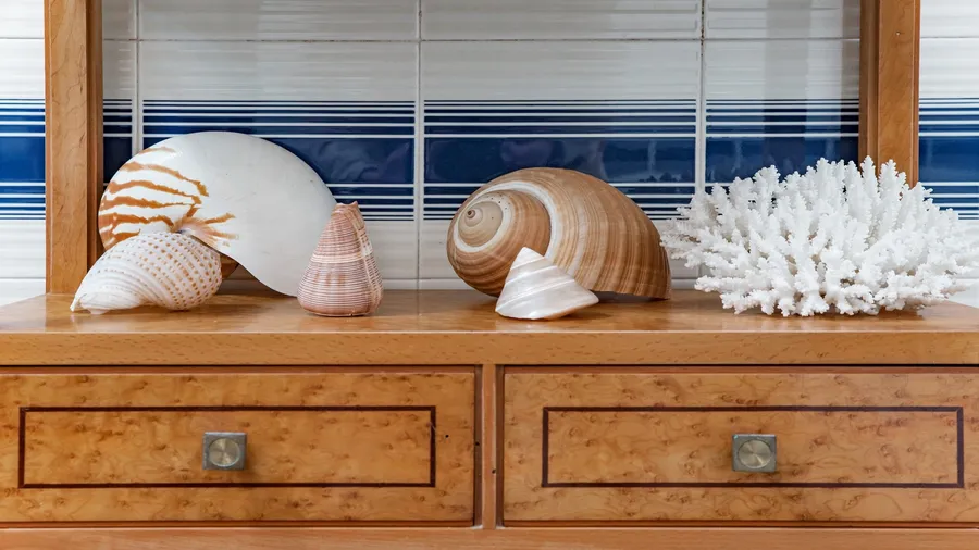 A decorative display of various seashells arranged on a wooden surface with minimalistic decor.