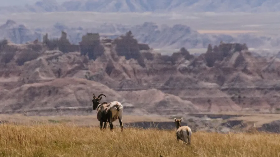 sig horn sheep