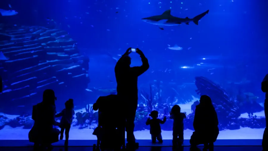 silhouette of visitors observing and taking pictures of the fish