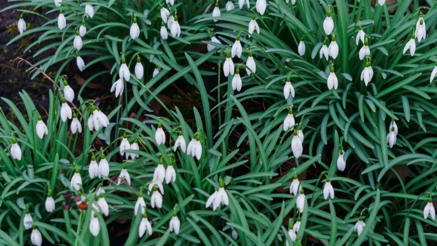 snowdrops in the forest in the early spring wild flowers