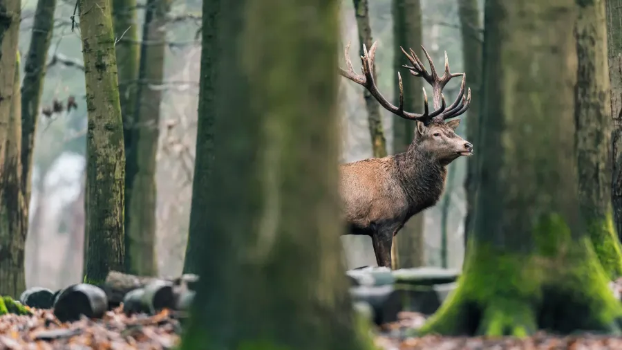 solitary red deer stag