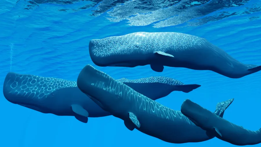 sperm whale family