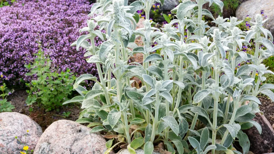 Lamb's ear plant, known for reflecting light, in a beautiful garden bed.