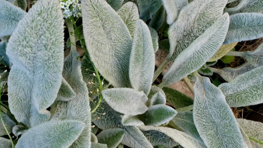 stachys lanata stachys olympica or young leaves of lambs ear