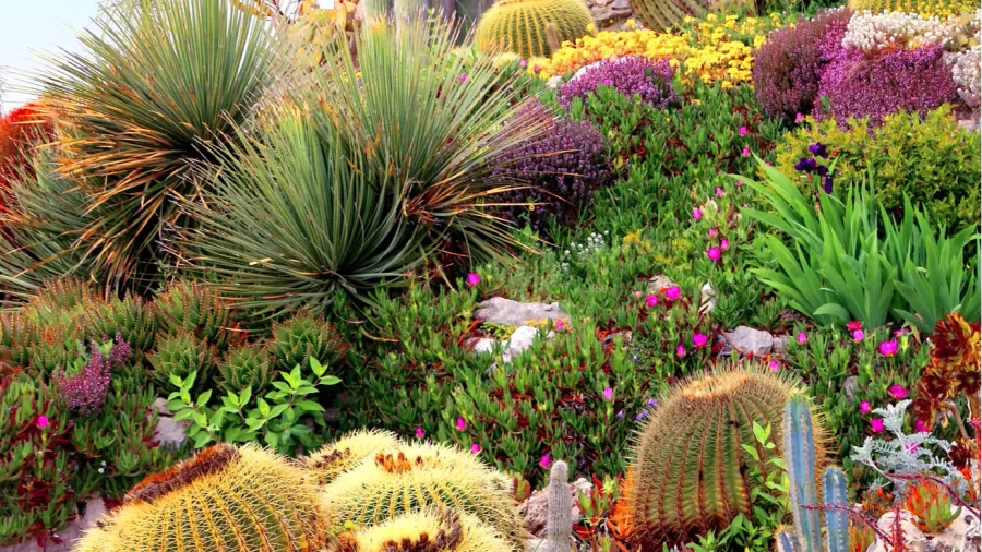 A diverse collection of cacti and colorful flowering plants arranged in a rocky landscape.