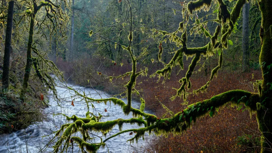 stream winds beyond a mosscovered tree oregon