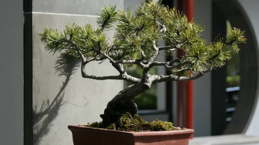 sun yat set chinese garden vancouver bc canada