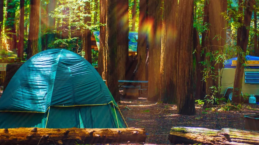 tent camping in redwoods