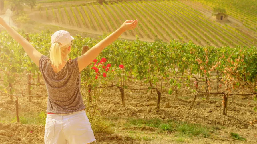 terraced vineyards of montalcino in italy