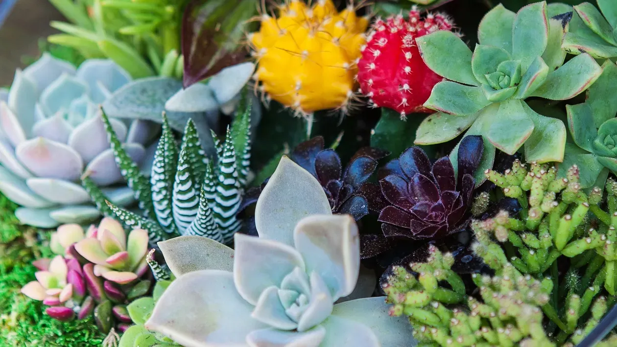 Mix of colorful succulents in a terrarium.