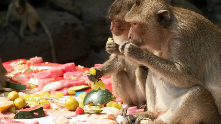 thailand monkey party  thailand monkey buffet