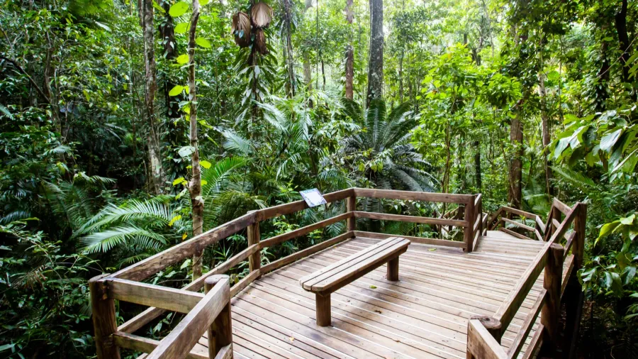 the daintree jindalba boardwalk in australia