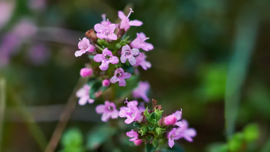 Delicate pink flowers with a hint of purple on a green stem.
