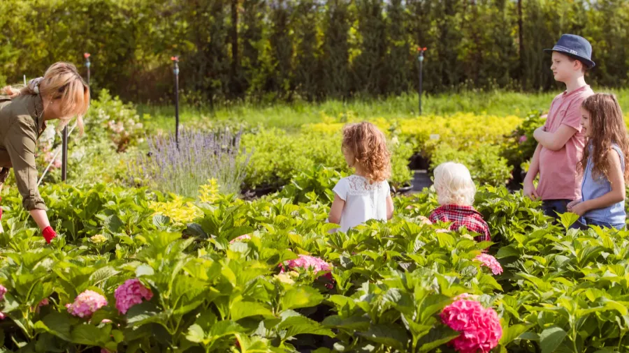 three brathers choosing seedlings in pot at garden shop