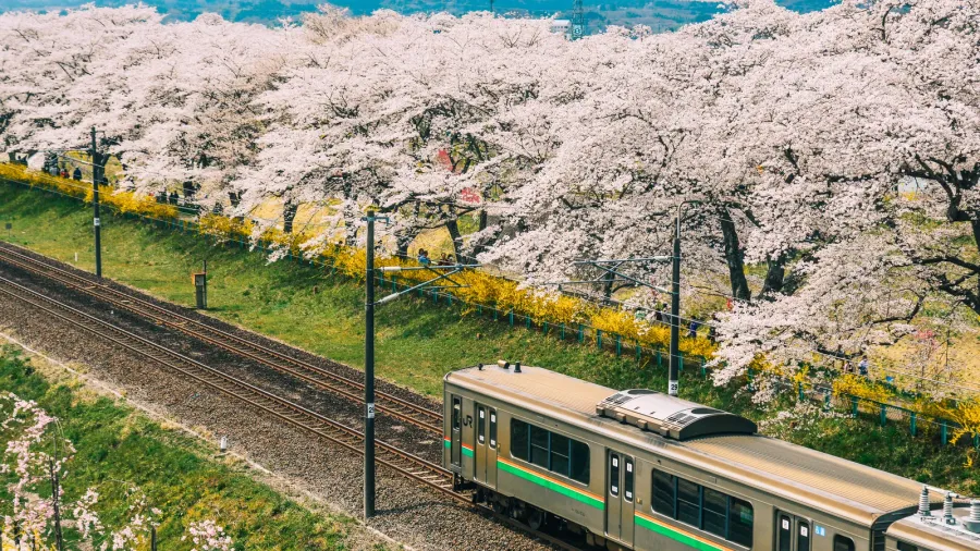 tohoku train with full bloom of sakura