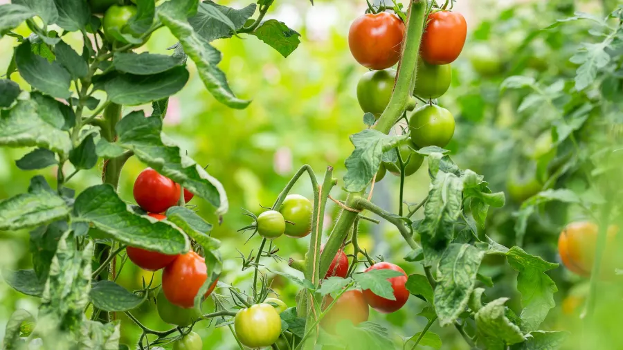 An edible garden with a tomato plant with both ripe and unripe tomatoes.