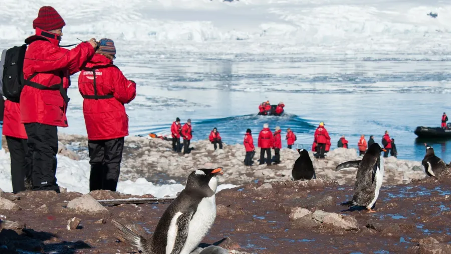 tourists taking shots of gentoo penguins