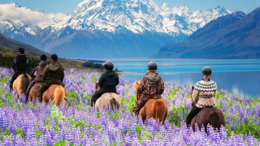 travelers ride horses in lupine flower field overlooking the beautiful