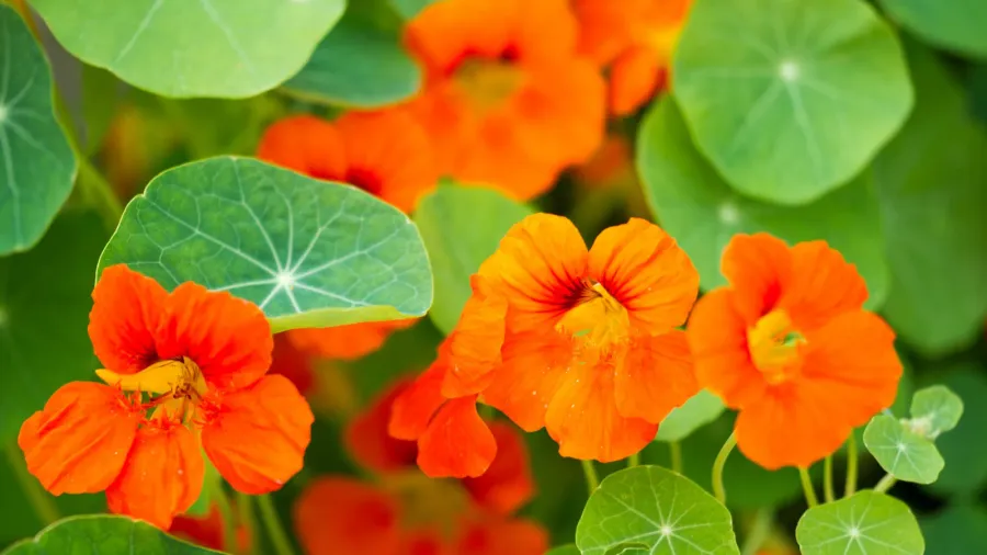 tropaeolum commonly known as nasturtiums literally