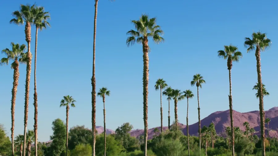 tropical landscape