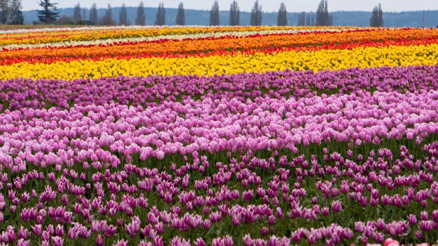 tulip farm