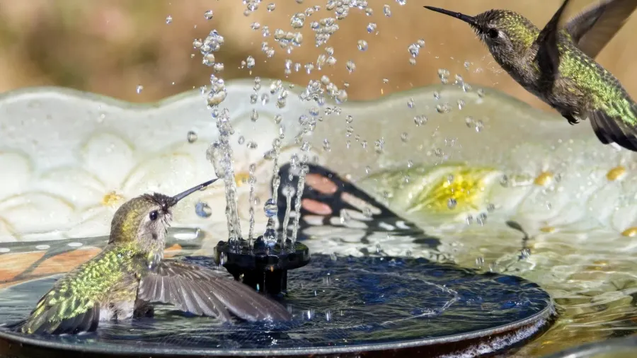 two annas hummingbirds play in the water stream of a