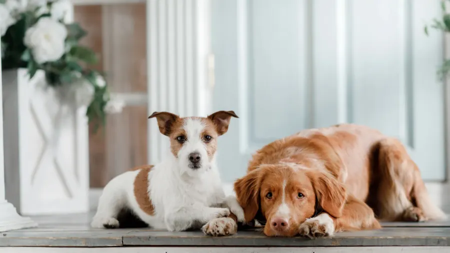 two dogs on the porch jack russell terrier and nova