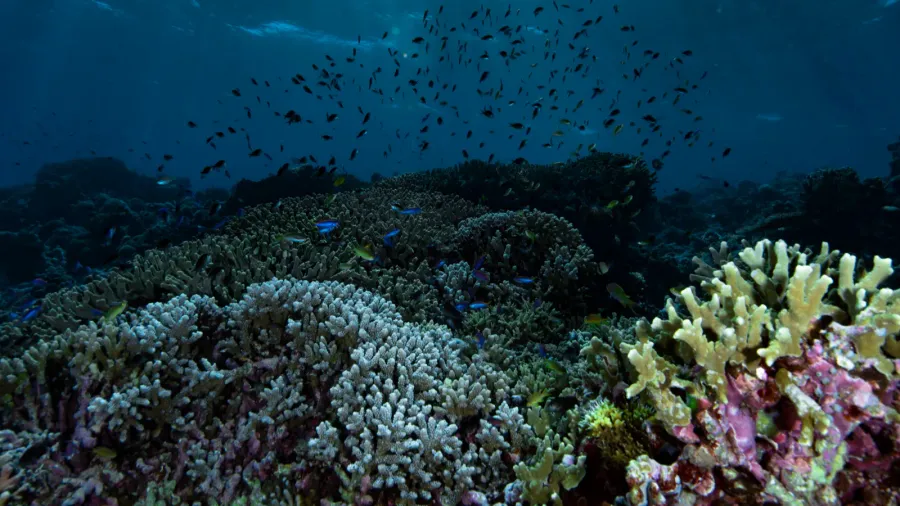 underwater landscape tropical coral reef tubbataha