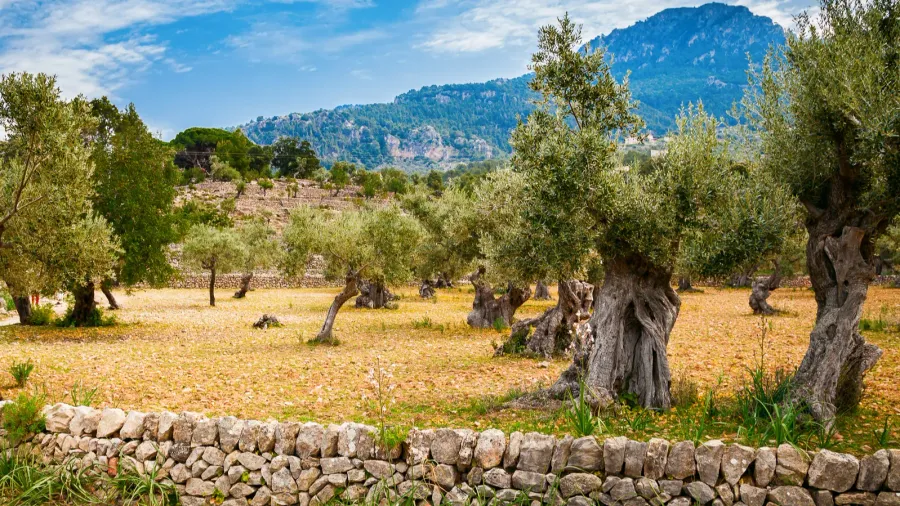 valley with old olive trees