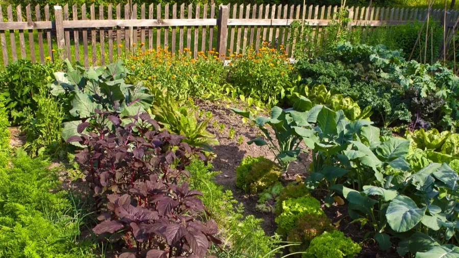 vegetable garden