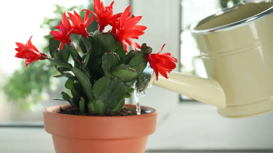 watering beautiful blooming schlumbergera plant christmas or thanksgiving cactus in