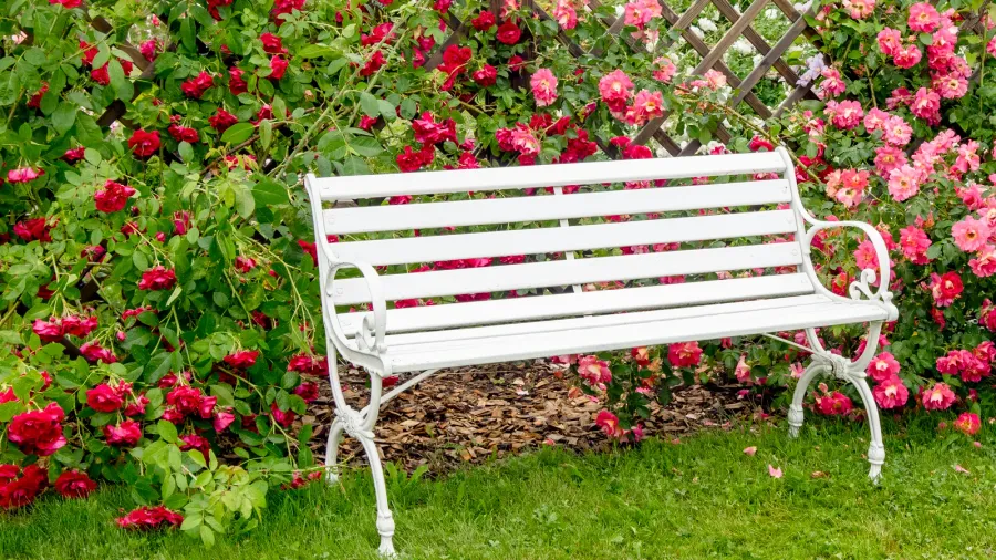 A beautiful garden with a bench placed on grasses and surrounded by blossom roses.