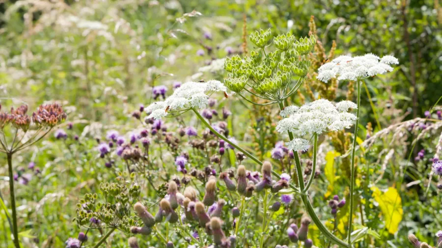 wild flowers in a meadow cow parsley and common thistle