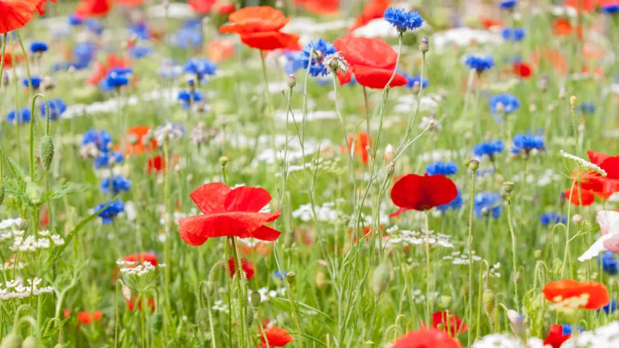 Beautiful red poppies with blue and white flowers in a garden.