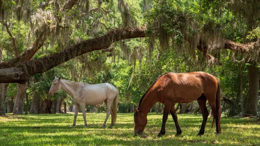 wild horses at cumberland island national seashore