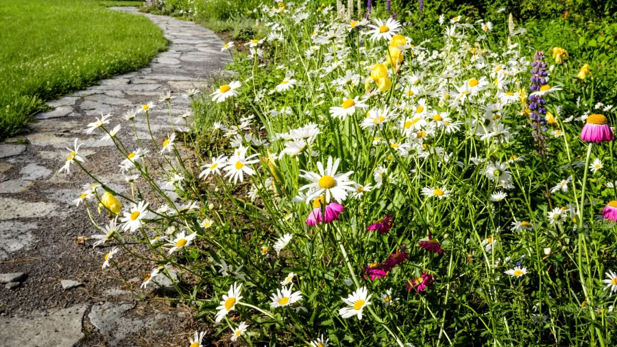 A beautiful garden with daisies growing along the pathway.