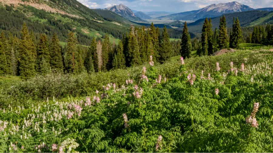 wildflower season along the mountainside in crested butte colora