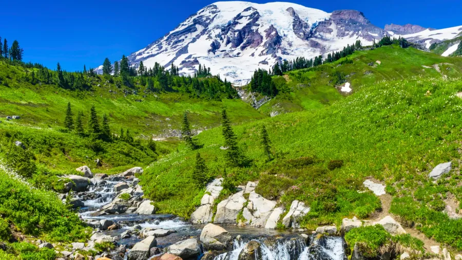 wildflowers edith creek paradise mount rainier national park washinton