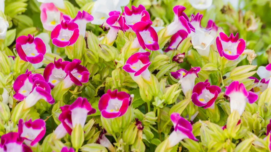 Torenia or wishbone flowers in pink and white growing in a garden.