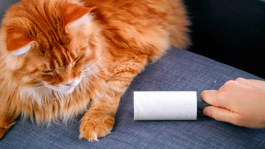 woman hand with lint roller removing animal hairs and fluff