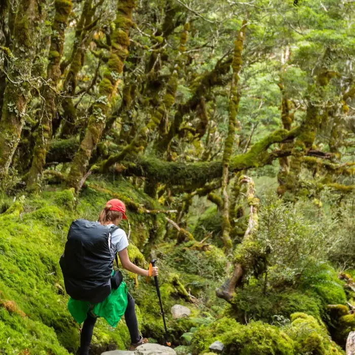 Why Minnesota’s treetop trails are becoming a Midwest travel surprise