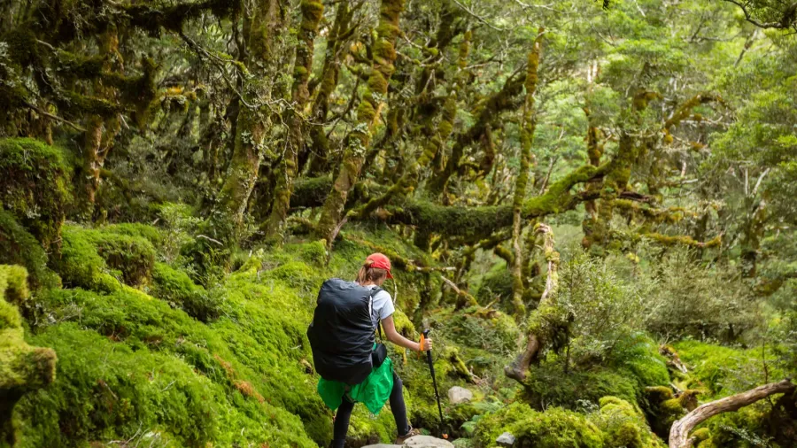 woman hiker with backpack walking in native beech forest on