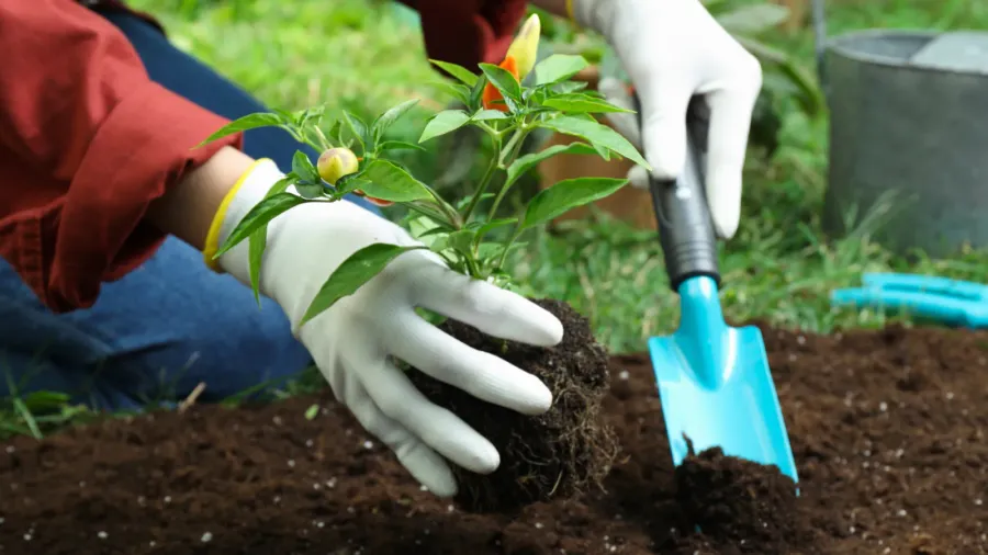 A person wearing gloves plants a small pepper plant using a blue hand shovel.