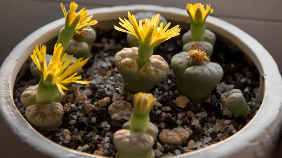 yellow lithops flowers in a white flower pot on the